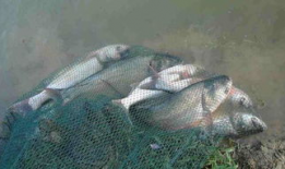 钓鲢鱼视频,视频教学带你轻松上钩